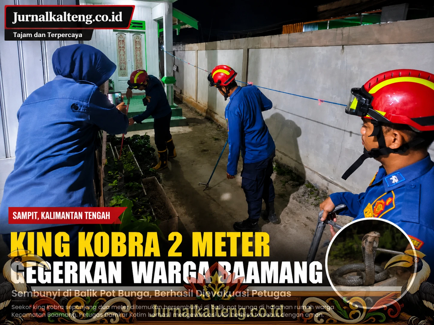 Jurnalkalteng_King_Kobra_Baamang